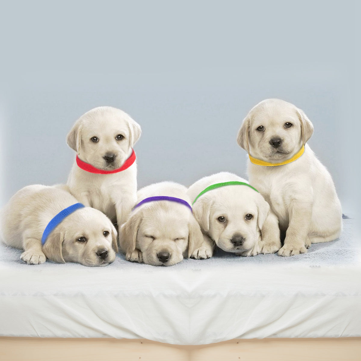 Whelping Puppy ID Collars 12-Pack Adjustable Identification Bands